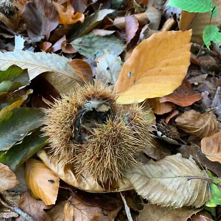 Сasa de vacaciones Chaumiere Du Val Triqueville